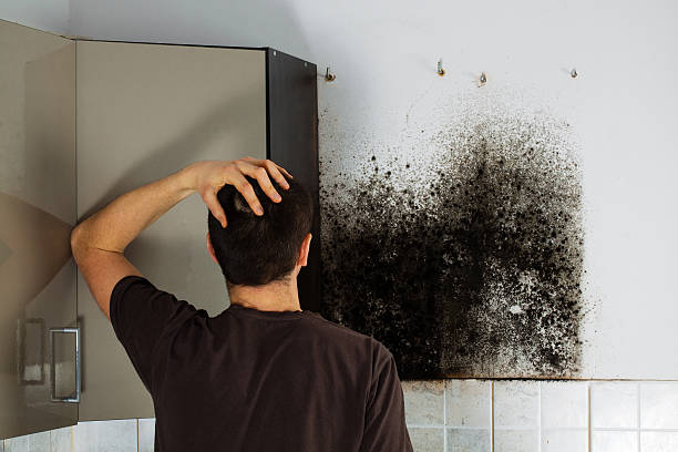 Best Black Mold Removal  in Coldstream, OH