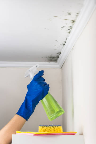 Best Mold Remediation  in Coldstream, OH